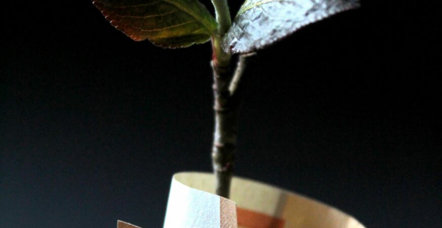 Eine Pflanze erwächst aus einem gedrehten 50 Euro-Schein; Symbolbild Strompreiskompensation